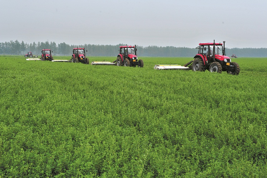 庫(kù)倫旗牧草銷售與種植 畜牧漁業(yè)飼料產(chǎn)業(yè)鏈的優(yōu)化與發(fā)展