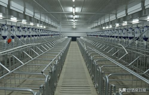 打出組合拳，酒泉市多措并舉促生豬穩產保供，助力畜牧漁業飼料銷售穩健發展